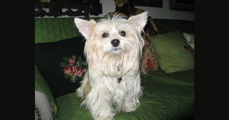 Buddy, a Yorkshire Terrier and Chihuahua mix tested with EmbarkVet.com