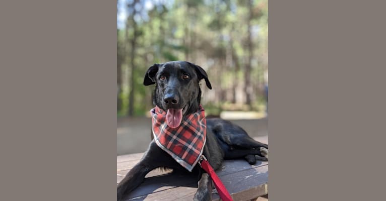 Emmitt, a Belgian Malinois and Labrador Retriever mix tested with EmbarkVet.com