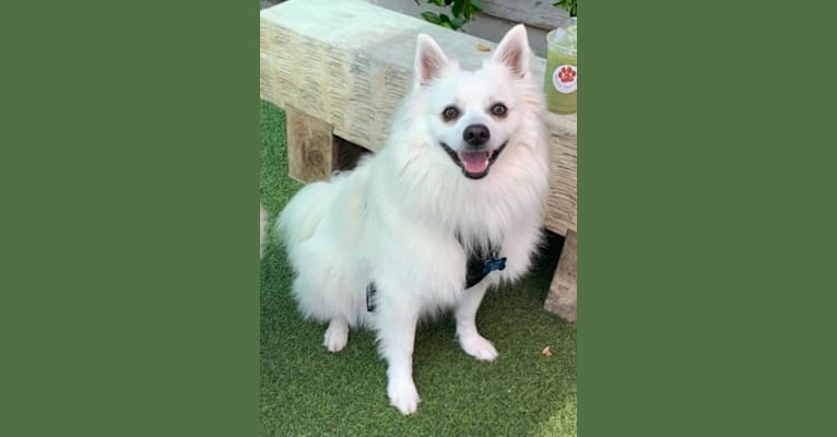 Quill, an American Eskimo Dog tested with EmbarkVet.com