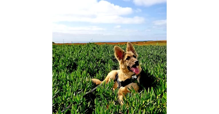 Marley, a German Shepherd Dog and American Staffordshire Terrier mix tested with EmbarkVet.com