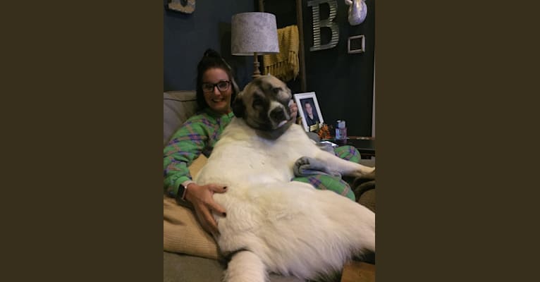 Roscoe, a Great Pyrenees and Anatolian Shepherd Dog mix tested with EmbarkVet.com