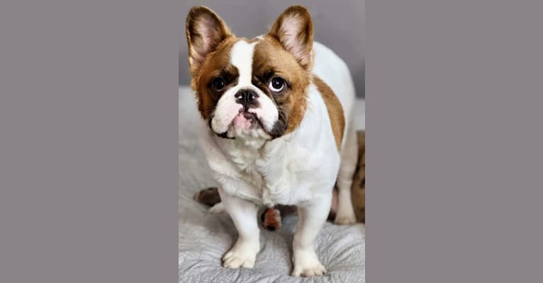 Nacho, a French Bulldog tested with EmbarkVet.com