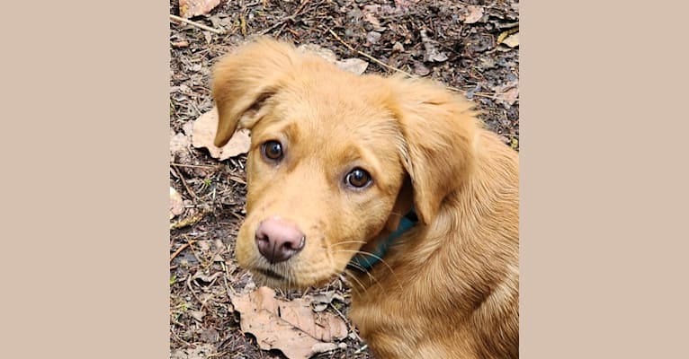 bella, a Melanesian Village Dog tested with EmbarkVet.com