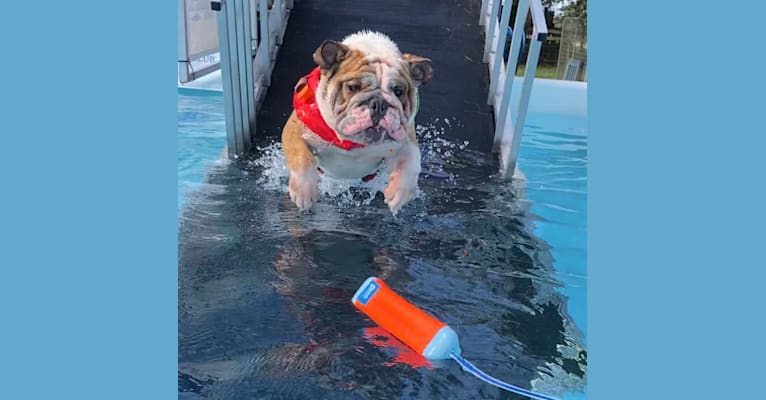 Jäger, a Bulldog tested with EmbarkVet.com