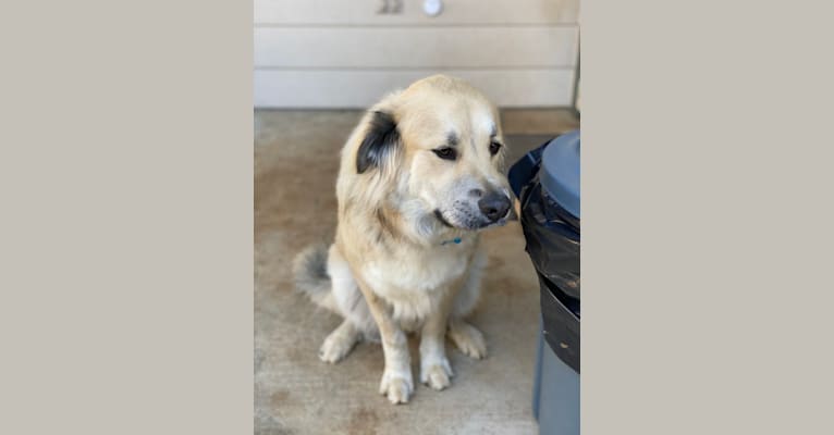 Photo of Waylon, a Great Pyrenees, Chow Chow, Treeing Walker Coonhound, and Mixed mix in Granbury, Texas, USA