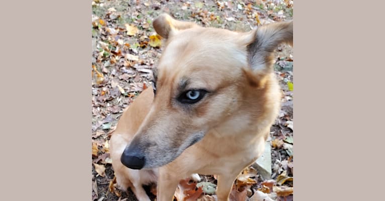Akeelah, a Siberian Husky and German Shepherd Dog mix tested with EmbarkVet.com
