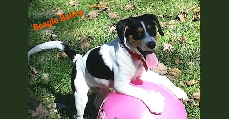 Photo of Bailey “BeeBee”, an Australian Shepherd, Labrador Retriever, Collie, Russell-type Terrier, Beagle, Cocker Spaniel, and Great Pyrenees mix in Ohio, USA