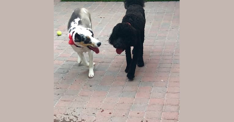 Larry, an Australian Shepherd and Great Pyrenees mix tested with EmbarkVet.com