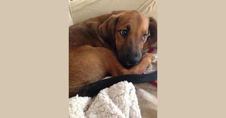 Guinness, a Coonhound and Boston Terrier mix tested with EmbarkVet.com