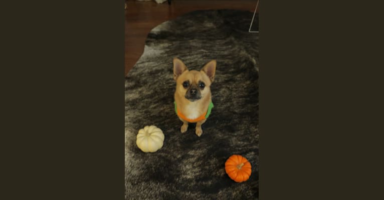 Lou, a Pekingese and Rat Terrier mix tested with EmbarkVet.com
