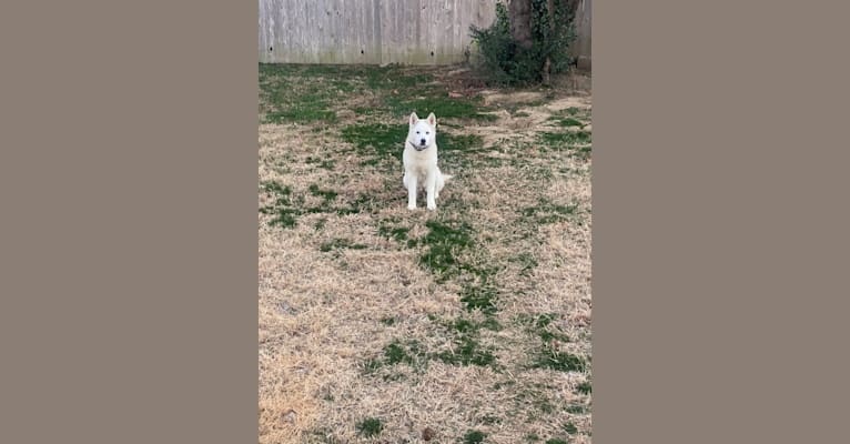 Photo of Lily, a Siberian Husky and Cocker Spaniel mix in Tulsa, Oklahoma, USA