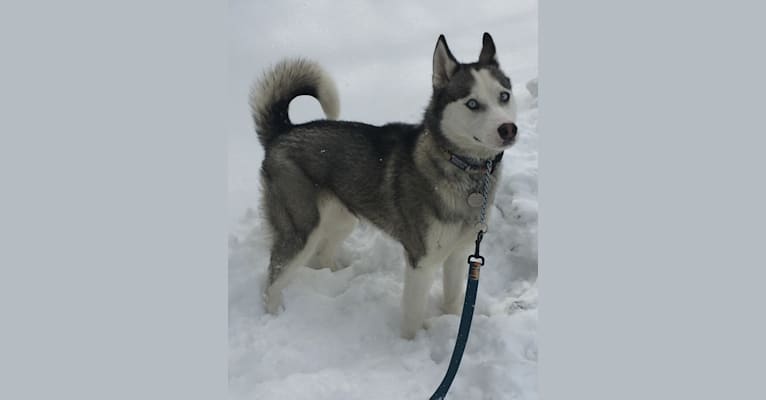 Summer, a Siberian Husky tested with EmbarkVet.com