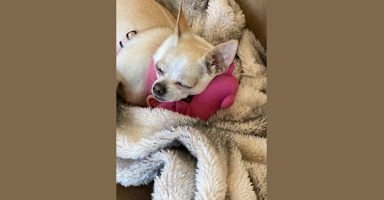 Fiona, a Chihuahua tested with EmbarkVet.com