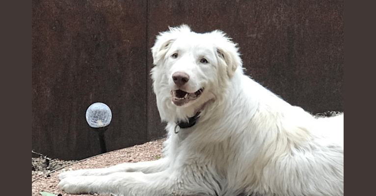 Clovis, a Great Pyrenees and Anatolian Shepherd Dog mix tested with EmbarkVet.com