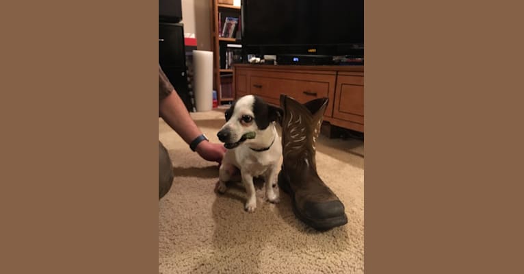 Ely, a Russell-type Terrier and Chihuahua mix tested with EmbarkVet.com