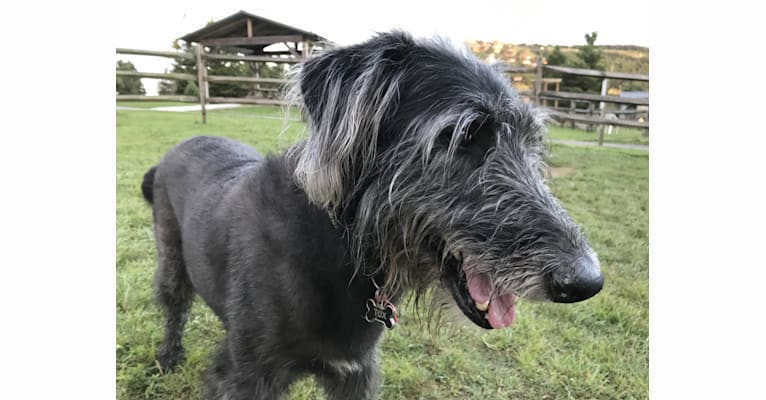 Embark Dog DNA Test Breed