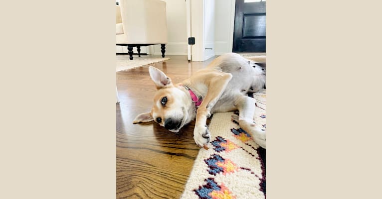 Bunny, a Rat Terrier and Labrador Retriever mix tested with EmbarkVet.com