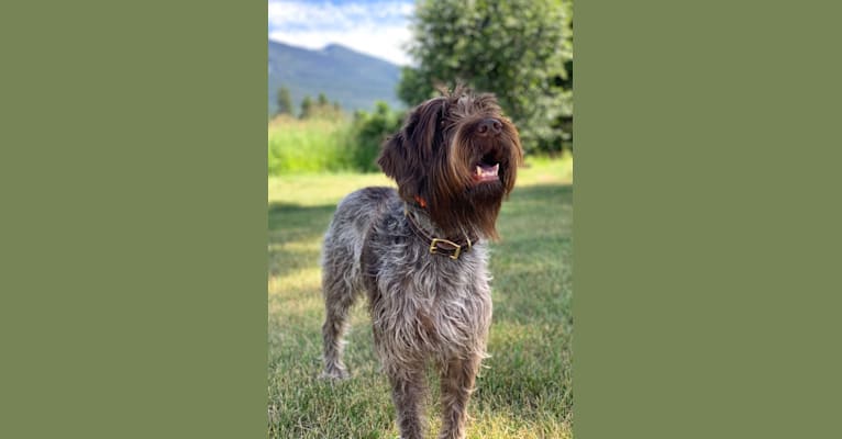 Henri, a Wirehaired Pointing Griffon tested with EmbarkVet.com