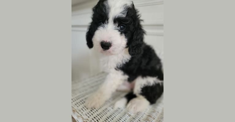 George, a Bernedoodle tested with EmbarkVet.com