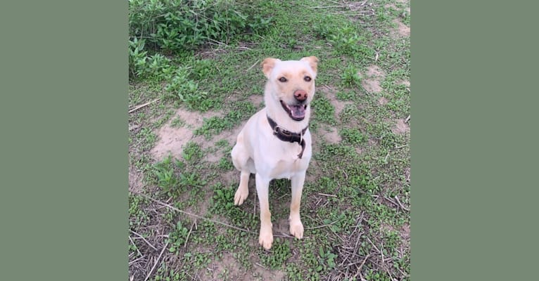 pancake 🥞, a Siberian Husky and Labrador Retriever mix tested with EmbarkVet.com