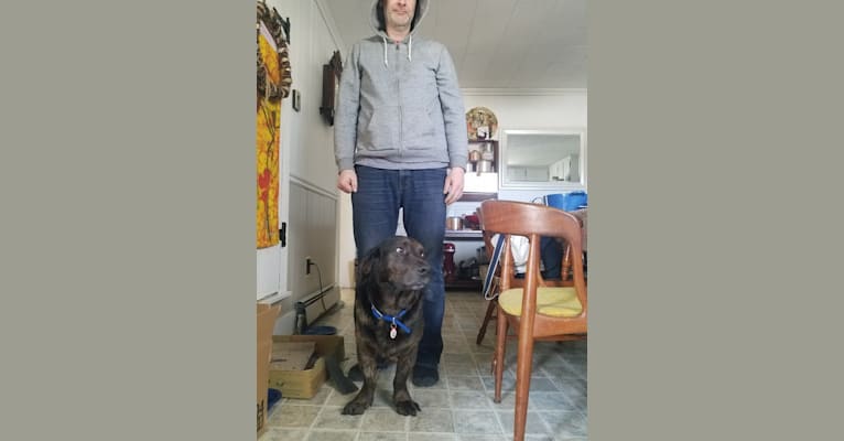 Tyrion, a Rottweiler and Siberian Husky mix tested with EmbarkVet.com