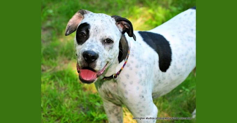 Photo of shane, an American Pit Bull Terrier, Catahoula Leopard Dog, and American Bulldog mix in Arkansas, USA