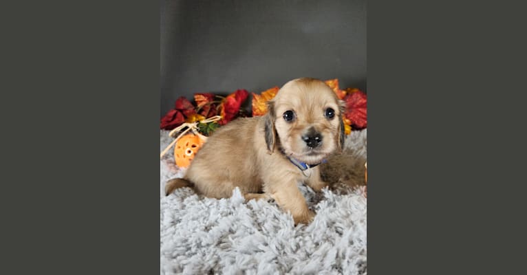 Mighty Henrie Mathieu, a Dachshund tested with EmbarkVet.com