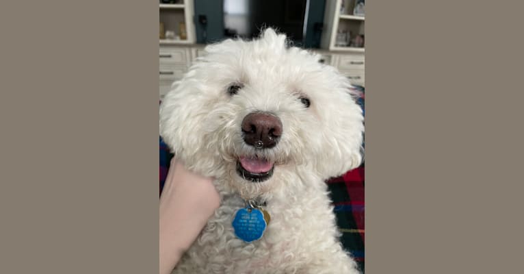 Sophie, a Bichon Frise tested with EmbarkVet.com