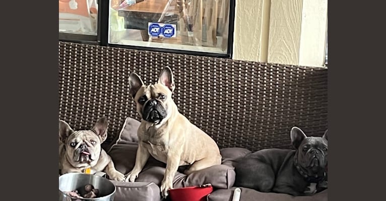 Bear, a French Bulldog and Bulldog mix tested with EmbarkVet.com