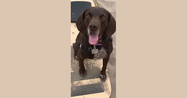Ricky, a Boykin Spaniel and German Shorthaired Pointer mix tested with EmbarkVet.com