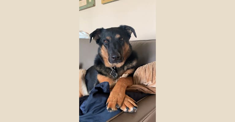 Tucker, an Australian Cattle Dog and German Shepherd Dog mix tested with EmbarkVet.com