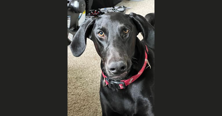 Nova, a Doberman Pinscher and Giant Schnauzer mix tested with EmbarkVet.com