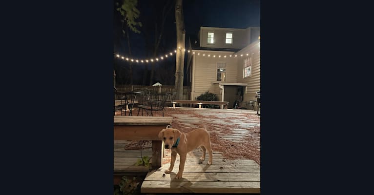 Rafiki, an American Pit Bull Terrier and German Shepherd Dog mix tested with EmbarkVet.com