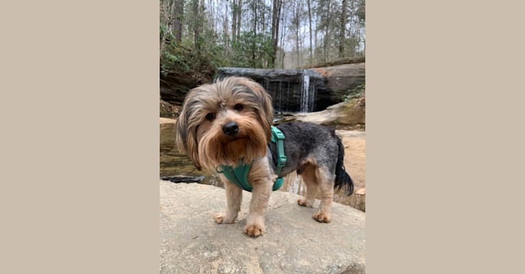 Fido, a Yorkshire Terrier and Dachshund mix tested with EmbarkVet.com