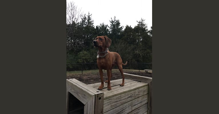 Dixie, a Redbone Coonhound tested with EmbarkVet.com