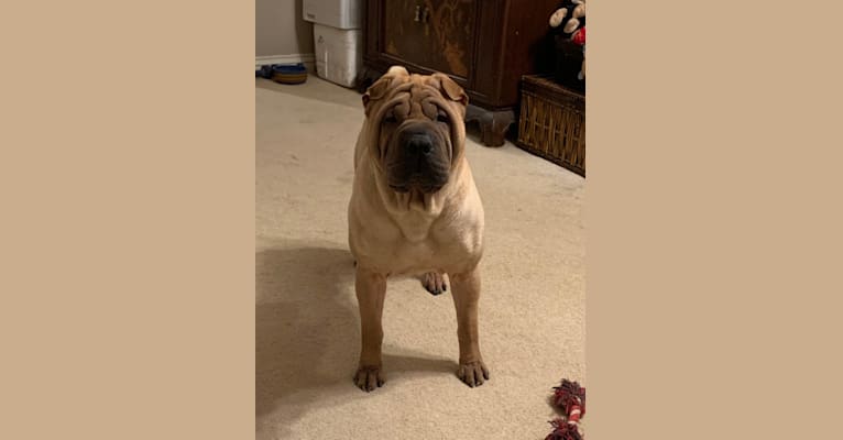 Ace, a Chinese Shar-Pei tested with EmbarkVet.com