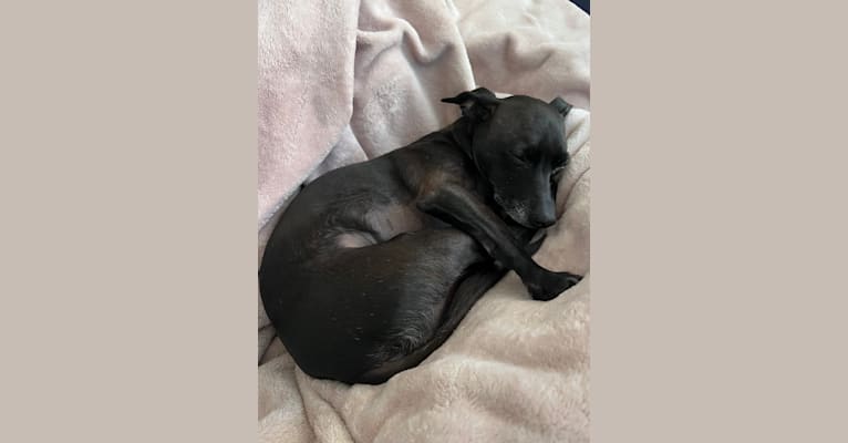 Fay, a Rat Terrier and Chihuahua mix tested with EmbarkVet.com