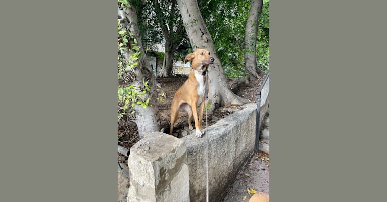 Mona, an Arabian Village Dog tested with EmbarkVet.com