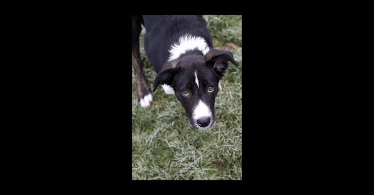 Photo of Milo, a Border Collie  in Eagle Point, OR, USA