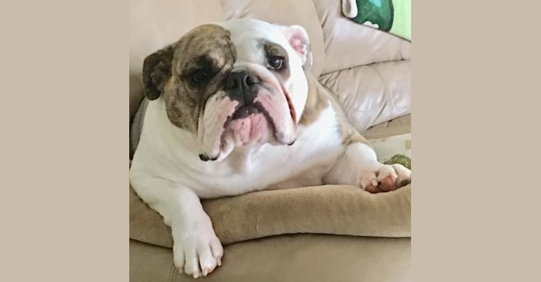 Bliss, a Bulldog tested with EmbarkVet.com