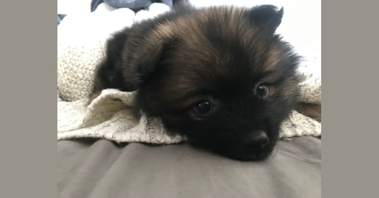 Mia, a Pomeranian tested with EmbarkVet.com