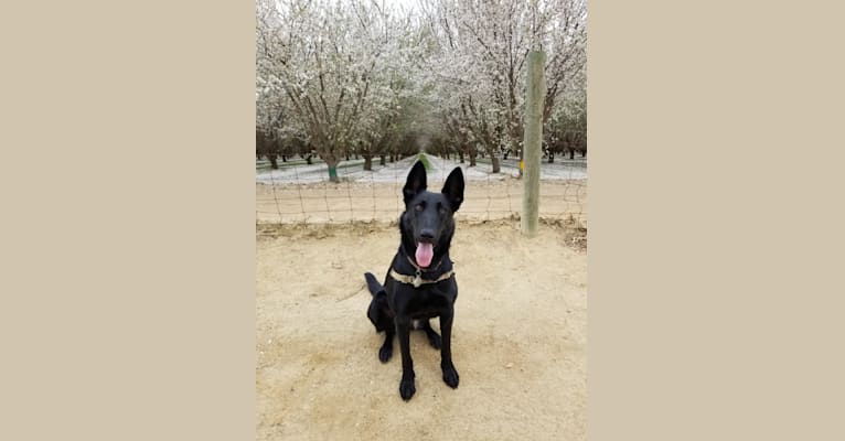 Maybe Baby, a Belgian Shepherd tested with EmbarkVet.com