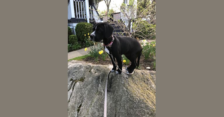 Photo of Piper, a Cocker Spaniel and American Pit Bull Terrier mix in Harrison, New York, USA