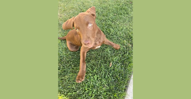 Kingston, a Weimaraner and Labrador Retriever mix tested with EmbarkVet.com