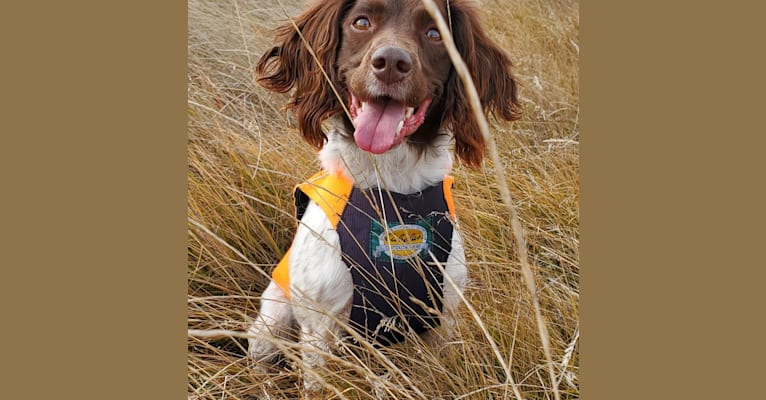 Skagit Flats Chinook "Chinney", an English Springer Spaniel tested with EmbarkVet.com