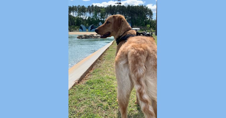 Murphy, a Labradoodle tested with EmbarkVet.com