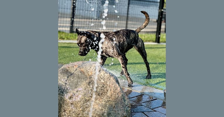 Lyra, an American Bully and Plott mix tested with EmbarkVet.com