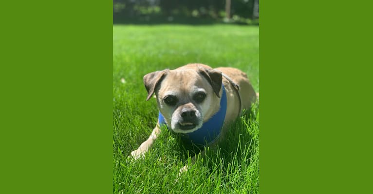 Zeus, a Pug and Rat Terrier mix tested with EmbarkVet.com