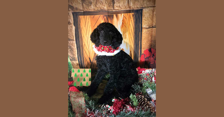 Paisley Chenille Hardinger, a Poodle (Standard) tested with EmbarkVet.com