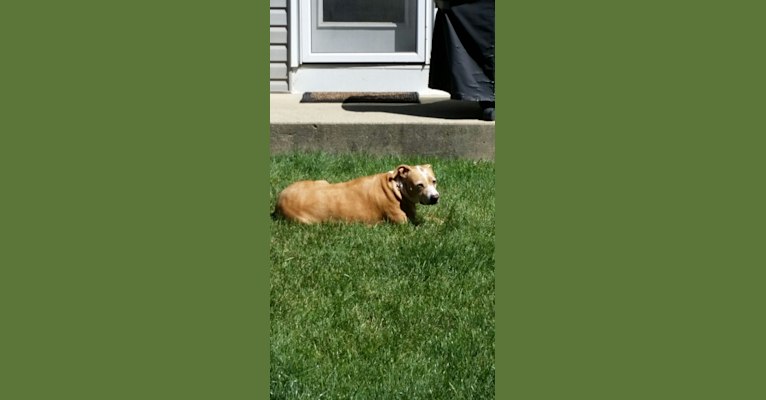 Embark Dog Dna Test Breed